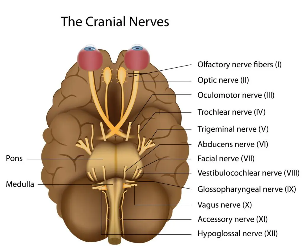 Vision-Therapy-Kelowna-Okanagan-Vision-Therapy-Cranial-Nerves