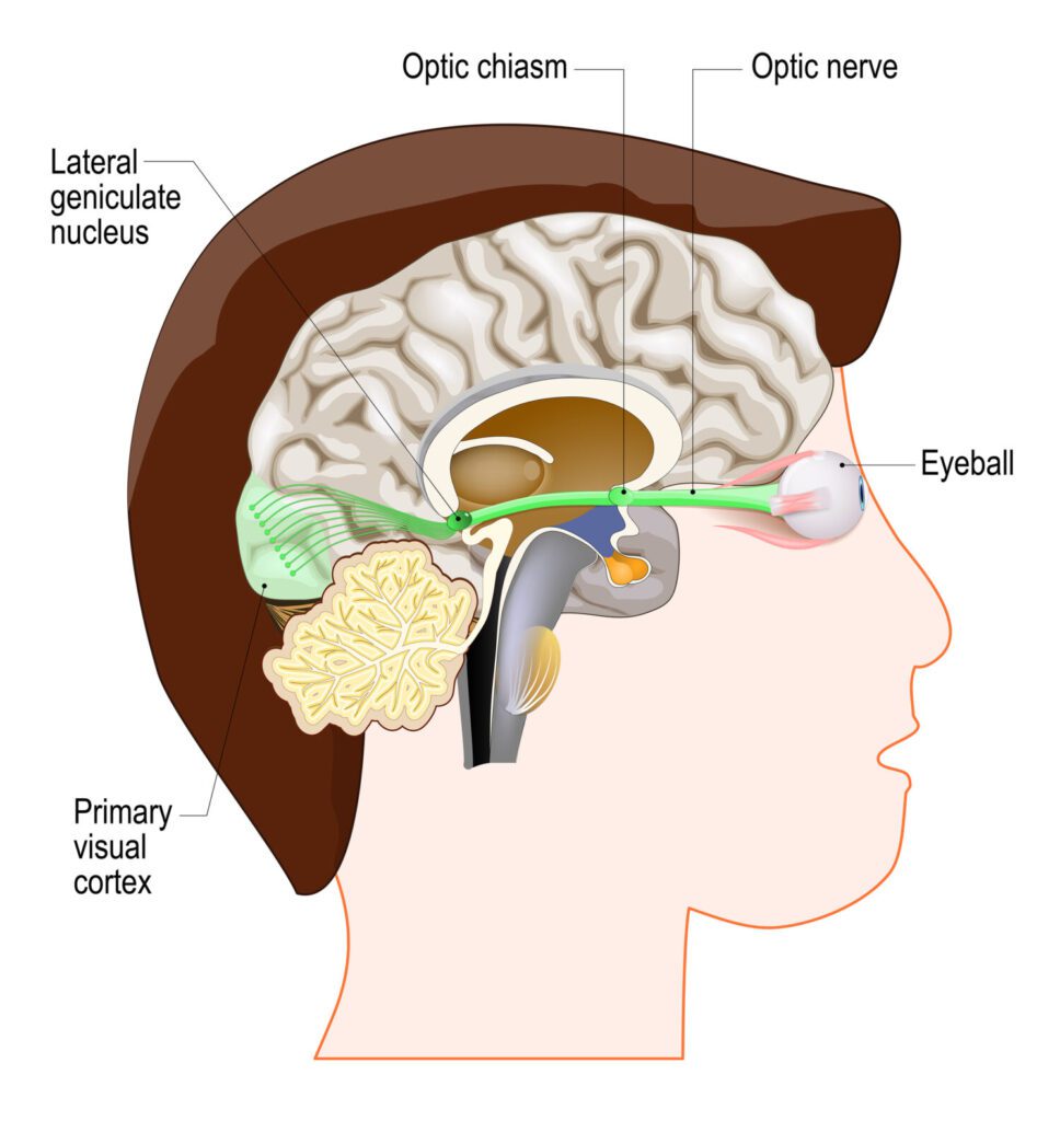 Okanagan-Vision-Therapy-Vision-Therapy-Kelowna-Kelowna-Optometrists